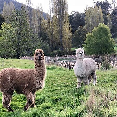 Hamlet Downs Country Accommodation Fentonbury Eksteriør bilde