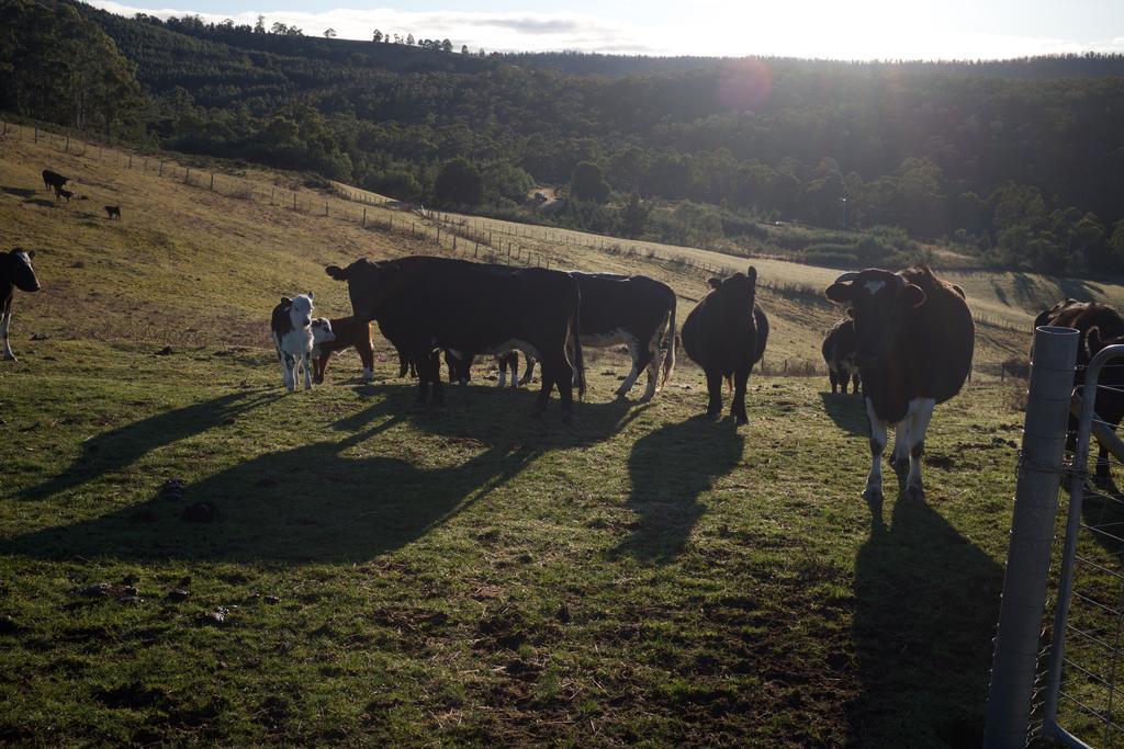 Hamlet Downs Country Accommodation Fentonbury Eksteriør bilde