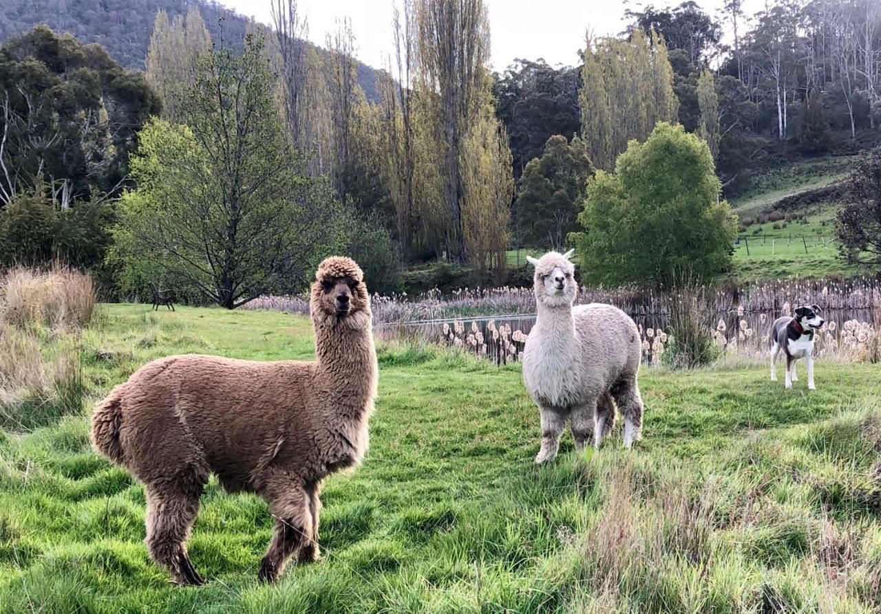 Hamlet Downs Country Accommodation Fentonbury Eksteriør bilde
